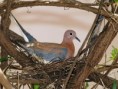 /album/photogallery/laughing-dove-jpg/